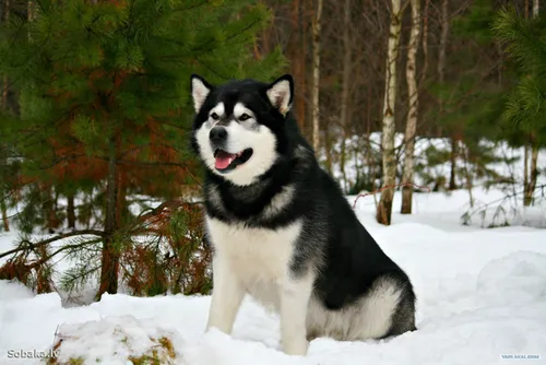 Маламут Фото собака, стоящая на снегу
