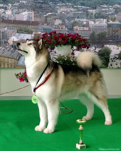 Маламут Фото собака, стоящая на балконе