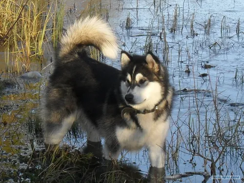 Маламут Фото собака, стоящая в заснеженной местности