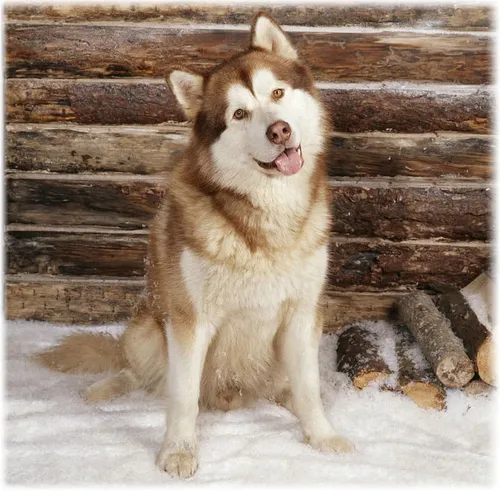 Маламут Фото собака, сидящая на снегу