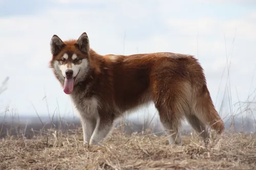 Маламут Фото собака, стоящая в поле