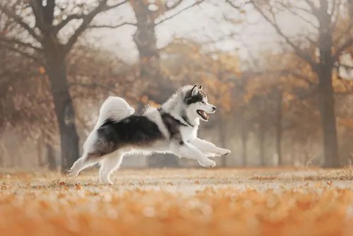 Маламут Фото собака бежит по полю