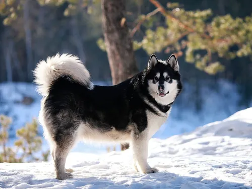 Маламут Фото черно-белая собака бежит по снегу