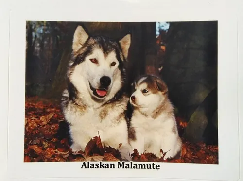 Маламут Фото пара собак в заснеженной местности