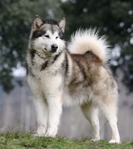 Маламут Фото волк, стоящий в траве