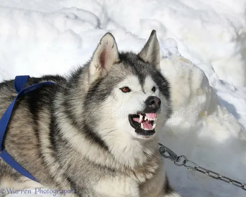 Маламут Фото собака с синим ошейником на снегу