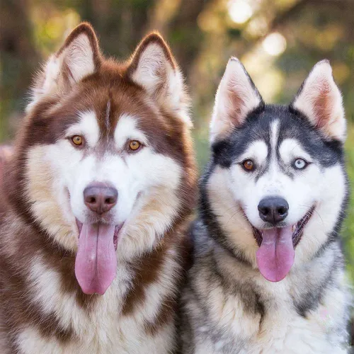 Маламут Фото пара собак с высунутыми языками