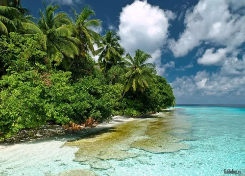 Мальдивы Фото тропический пляж с пальмами
