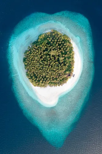 Мальдивы Фото растение в горшке