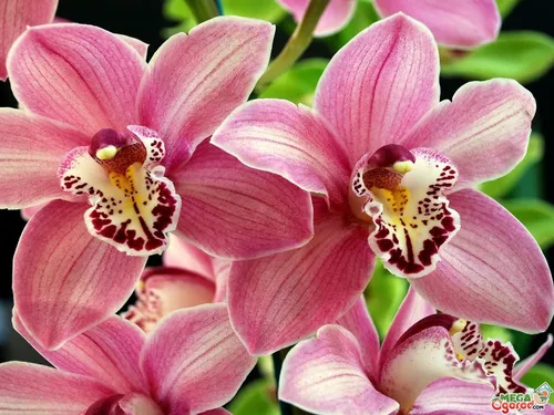 Орхидея Фото пчела на розовом цветке