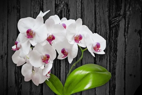 Орхидея Фото рисунок