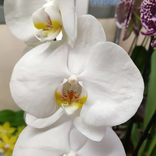 Орхидея Фото белый цветок с желтым центром