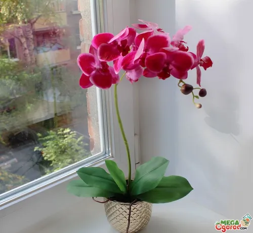 Орхидея Фото ваза с розовыми цветами