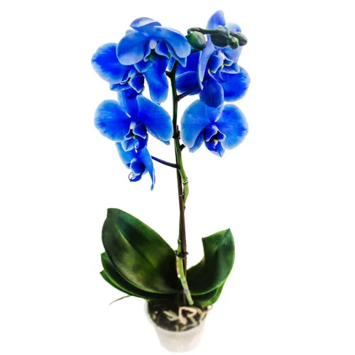 Орхидея Фото синий цветок в вазе