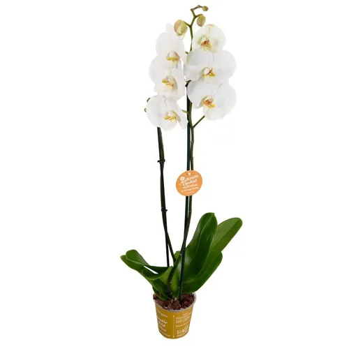 Орхидея Фото растение с белыми цветами