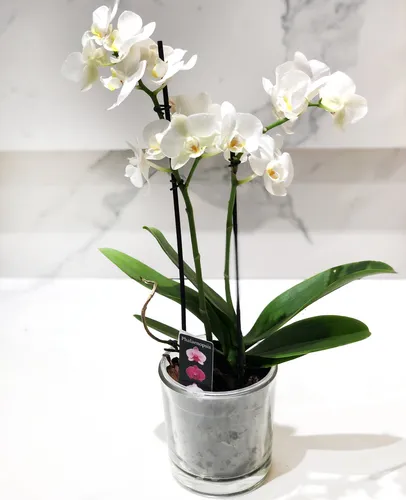 Орхидея Фото белый цветок в вазе
