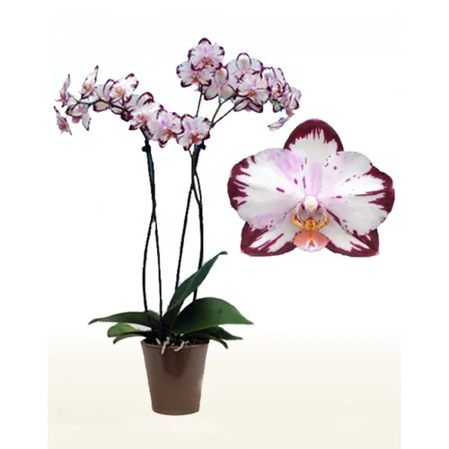 Орхидея Фото растение с цветами