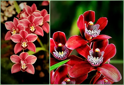 Орхидея Фото группа красных цветов