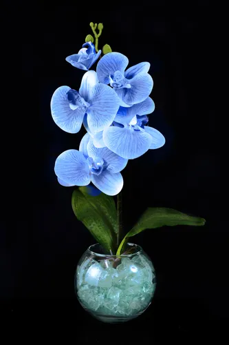 Орхидея Фото синие цветы в вазе