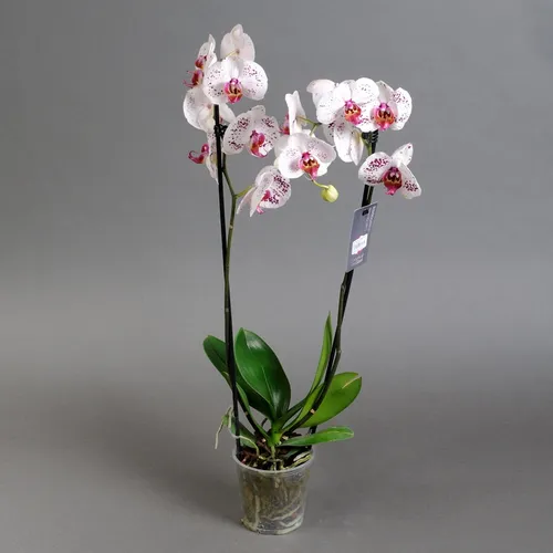 Орхидея Фото бесплатные картинки