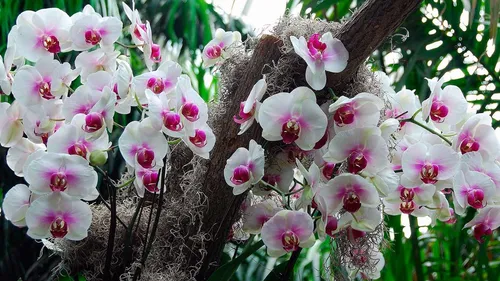 Орхидея Фото для Windows
