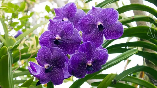Орхидея Фото крупный план фиолетового цветка