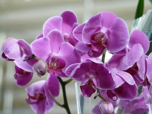 Орхидея Фото крупный план фиолетовых цветов