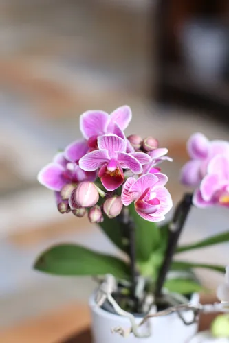 Орхидея Фото ваза с фиолетовыми цветами