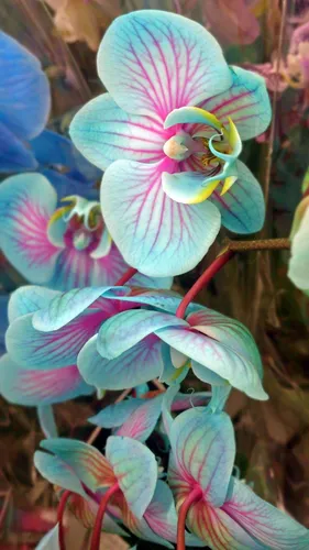 Орхидея Фото снимок