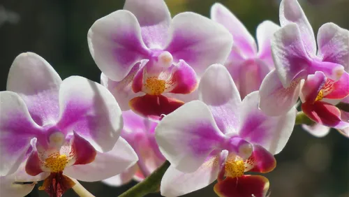 Орхидея Фото группа розовых цветов