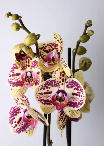 Орхидея Фото для телефона