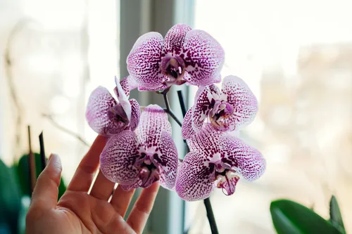 Орхидея Фото рука, держащая фиолетовый цветок