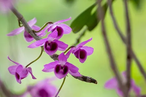 Орхидея Фото картинка