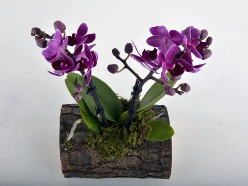 Орхидея Фото фиолетовые цветы в горшке