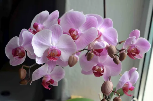 Орхидея Фото для iPhone