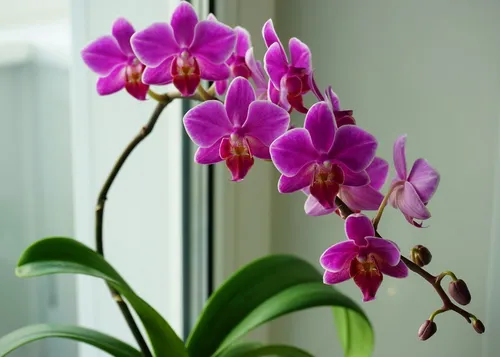 Орхидея Фото фиолетовые цветы крупным планом