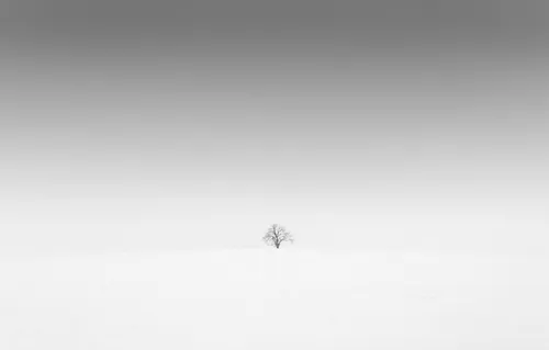 Чисто Белые Обои на телефон дерево в заснеженной местности