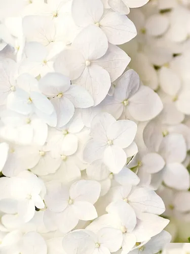 Чисто Белые Обои на телефон белые цветы крупным планом