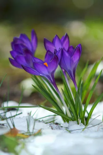 Подснежники Фото фиолетовые цветы на растении