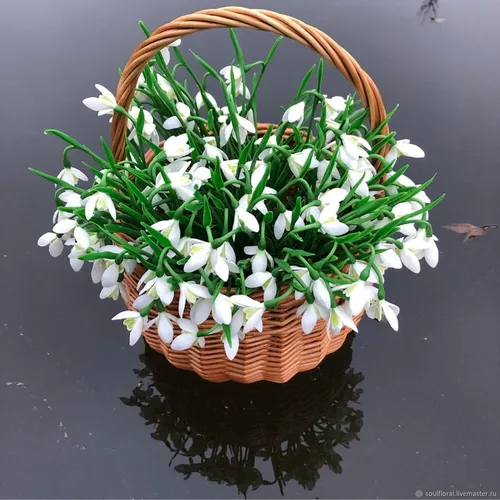 Подснежники Фото растение в горшке с белыми цветами