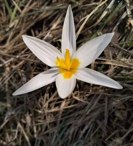 Подснежники Фото белый цветок с желтым центром