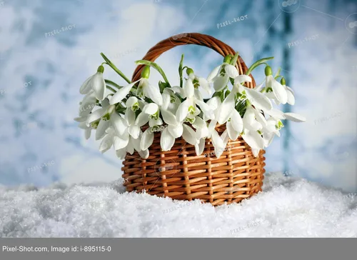 Подснежники Фото корзина белых цветов