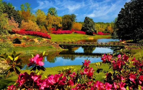 Природа Фото пруд с цветами и деревьями вокруг него