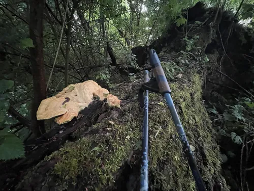 Природа Фото металлическая труба в лесу