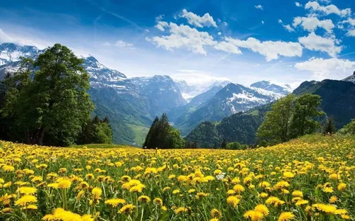 Природа Фото поле желтых цветов с горами на заднем плане