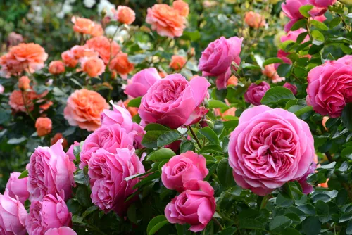 Розы Фото группа розовых цветов