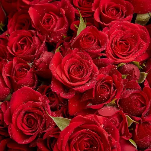Розы Фото большая группа красных роз