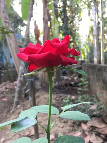 Розы Фото красная роза в саду