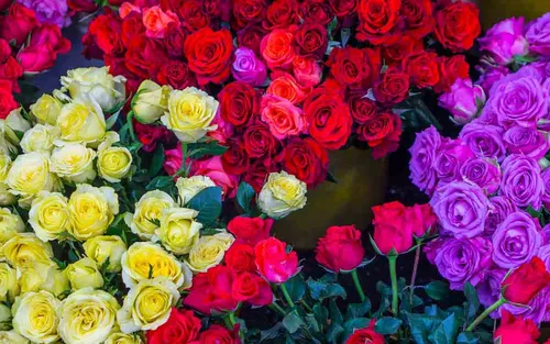 Розы Фото большая группа разноцветных цветов