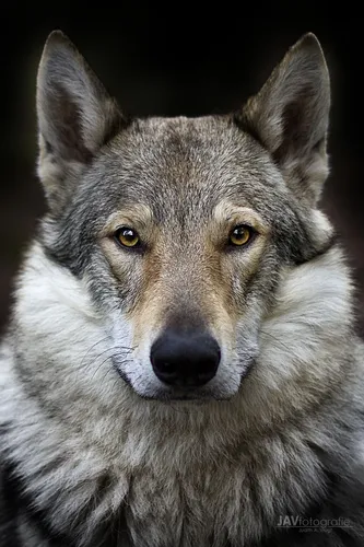 Волка Фото волк с желтыми глазами